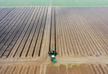 Borówka w substracie CARBOMAT. FILM