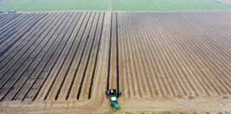 Borówka w substracie CARBOMAT. FILM