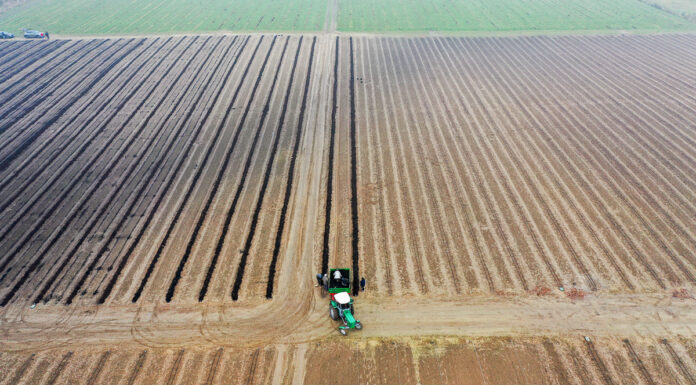 Borówka w substracie CARBOMAT. FILM