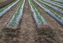 Internetowa Platforma Wspomagania Decyzji Nawodnieniowych nawadnianie