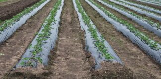 Internetowa Platforma Wspomagania Decyzji Nawodnieniowych nawadnianie