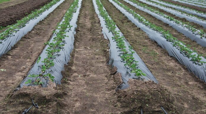 Internetowa Platforma Wspomagania Decyzji Nawodnieniowych nawadnianie