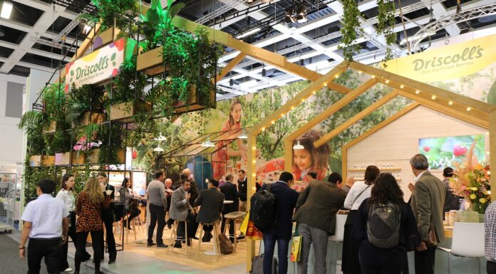 Wertykalna uprawa truskawek driscolls