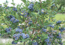 Nowa odmian borówki wysokiej z hodowli amerykańskiej