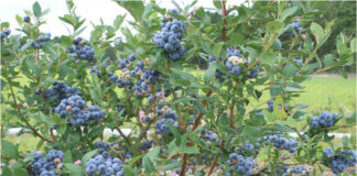 Nowa odmian borówki wysokiej z hodowli amerykańskiej