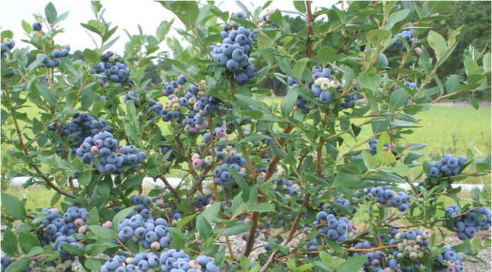 Nowa odmian borówki wysokiej z hodowli amerykańskiej