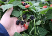 Co trzeba wiedzieć wybierając odmianę jeżyny do uprawy w tunelu? Gracja