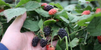 Co trzeba wiedzieć wybierając odmianę jeżyny do uprawy w tunelu? Gracja