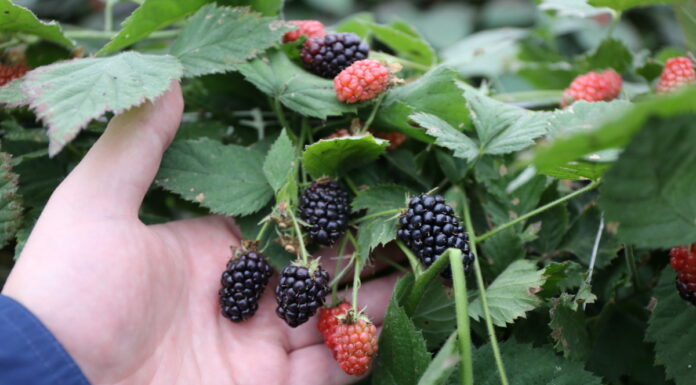 Co trzeba wiedzieć wybierając odmianę jeżyny do uprawy w tunelu? Gracja