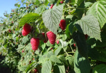‘Cascade Harvest’ – maliny do mechanicznego zbioru