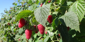 ‘Cascade Harvest’ – maliny do mechanicznego zbioru