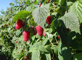 ‘Cascade Harvest’ – maliny do mechanicznego zbioru