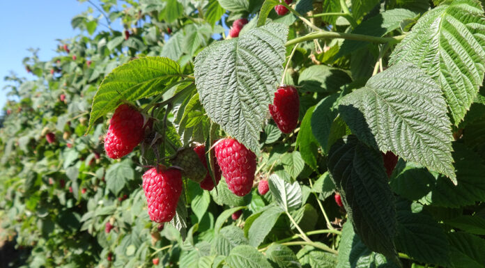 ‘Cascade Harvest’ – maliny do mechanicznego zbioru