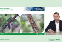 Nawożenie i ochrona borówki nowymi produktami