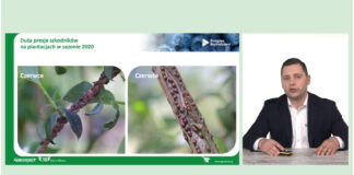 Nawożenie i ochrona borówki nowymi produktami