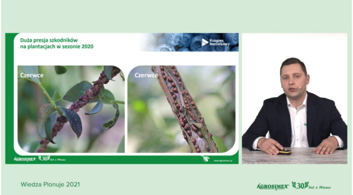 Nawożenie i ochrona borówki nowymi produktami