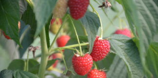 Jakie odmiany malin do tunelu, a jakie do uprawy polowej?