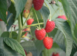 Jakie odmiany malin do tunelu, a jakie do uprawy polowej?