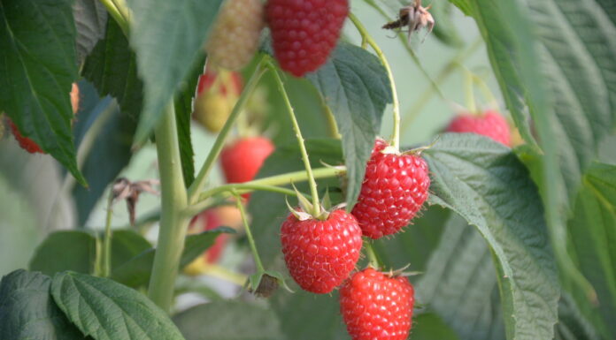 Już 19 stycznia webinarium o nawożeniu i uprawie malin – pamiętaj zapisać się na nie