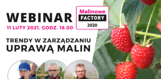 Trendy w zarządzaniu uprawą malin – webinarium. To już dzisiaj!