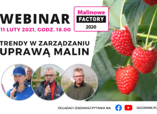 Trendy w zarządzaniu uprawą malin – webinarium. To już dzisiaj!