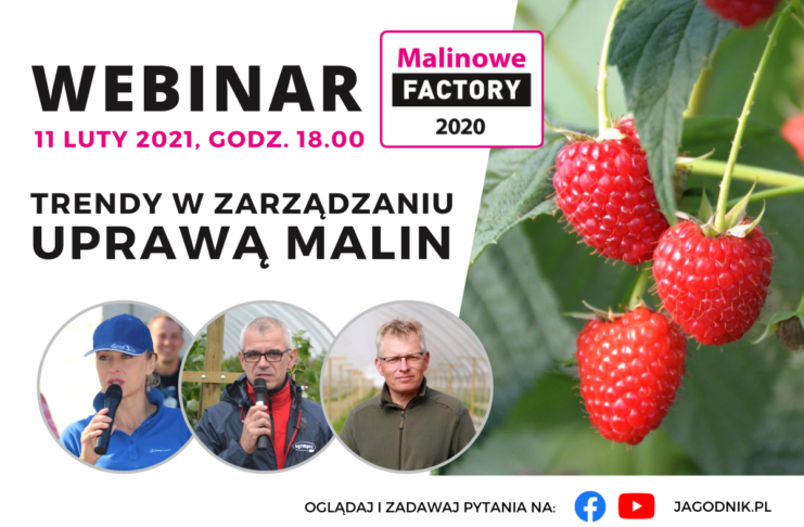 Trendy w zarządzaniu uprawą malin – webinarium. To już dzisiaj!
