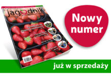 Jagodnik 1/2021 – już w sprzedaży