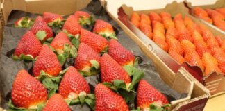 Carrefour we Francji nie będzie sprzedawał truskawek w styczniu