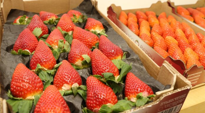 Carrefour we Francji nie będzie sprzedawał truskawek w styczniu