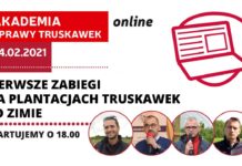 Pierwsze zabiegi na plantacjach truskawek po zimie