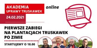 Pierwsze zabiegi na plantacjach truskawek po zimie