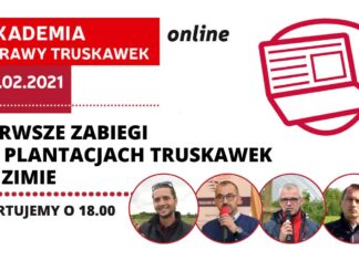 Pierwsze zabiegi na plantacjach truskawek po zimie