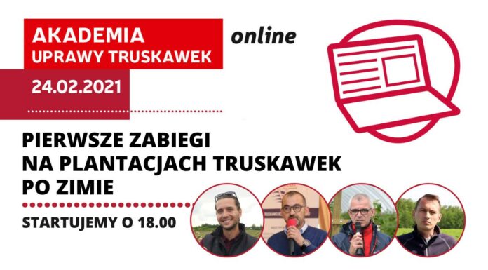 Pierwsze zabiegi na plantacjach truskawek po zimie