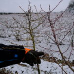 5.aurora_2 (28)J_2_2021