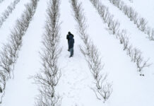 Borówka po zimie 2020/21. Czy będą straty?