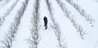 Borówka po zimie 2020/21. Czy będą straty?
