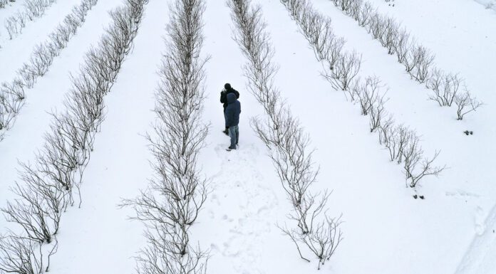 Borówka po zimie 2020/21. Czy będą straty?