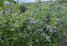 Ambitne plany stymulacji wzrostu spożycia borówek za oceanem