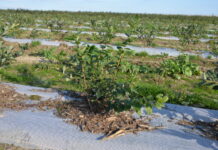 Nawożenie borówki w pierwszym roku po posadzeniu