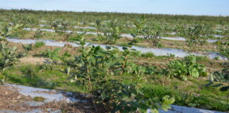 Nawożenie borówki w pierwszym roku po posadzeniu