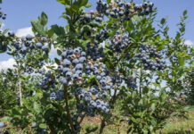 Jakie odmiany borówki powinniśmy sadzić?