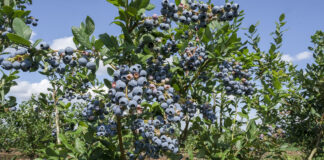 Cięcie krzewów borówki (cz. III). Wybrane odmiany – Draper