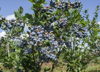 Cięcie krzewów borówki (cz. III). Wybrane odmiany – Draper