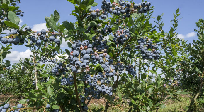 Jakie odmiany borówki powinniśmy sadzić?