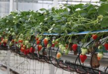 W Wielkiej Brytanii pierwsze, lokalne truskawki w sprzedaży od 18 lutego