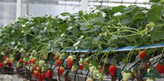 W Wielkiej Brytanii pierwsze, lokalne truskawki w sprzedaży od 18 lutego