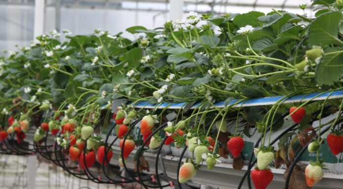 W Wielkiej Brytanii pierwsze, lokalne truskawki w sprzedaży od 18 lutego