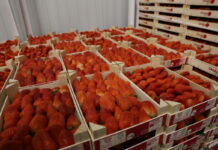 Huelva: spadek produkcji truskawek, malin i jeżyn. Borówka z rekordowym wzrostem truskawka