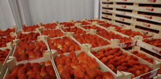 Huelva: spadek produkcji truskawek, malin i jeżyn. Borówka z rekordowym wzrostem truskawka