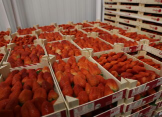 Huelva: spadek produkcji truskawek, malin i jeżyn. Borówka z rekordowym wzrostem truskawka